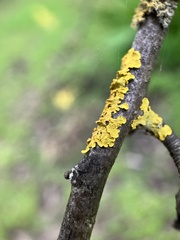 Xanthoria parietina