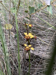 Diuris