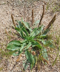 Plantago depressa