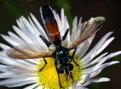 Cylindromyia intermedia