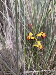 Diuris
