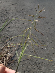 Eriochloa procera