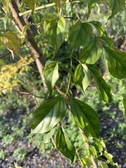 Radermachera sinica