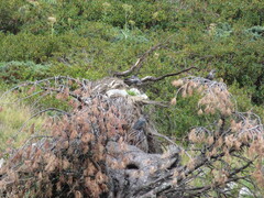 Nucifraga caryocatactes