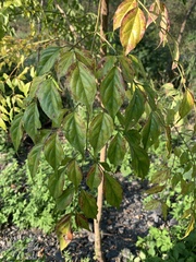 Radermachera sinica