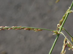 Eriochloa procera