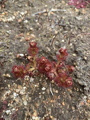 Drosera stolonifera