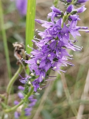 Veronica barrelieri