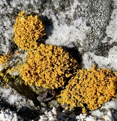 Polycauliona candelaria