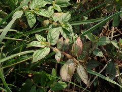 Euphorbia hirta