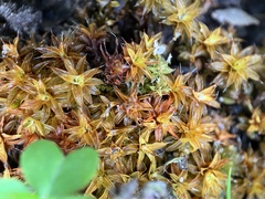 Syntrichia ruralis