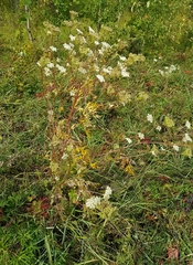 Kitagawia terebinthacea