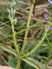 Veronica barrelieri