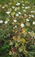 Kitagawia terebinthacea