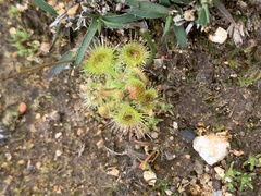 Drosera glanduligera