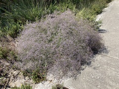 Limonium narbonense