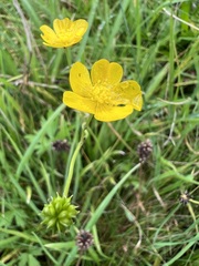 Ranunculus acris