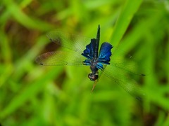 Rhyothemis triangularis