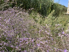 Limonium narbonense