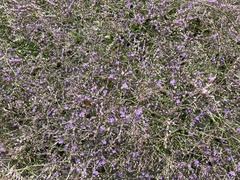 Limonium narbonense