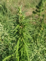 Cannabis sativa