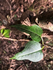 Parsonsia leichhardtii