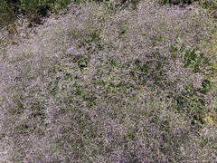 Limonium narbonense