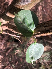 Parsonsia leichhardtii