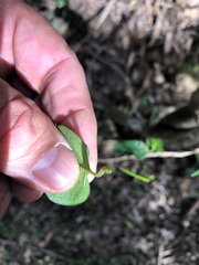 Parsonsia leichhardtii