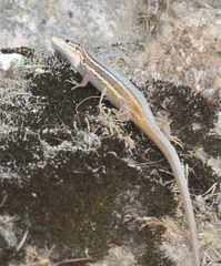 Psammodromus algirus