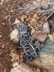 Orbea carnosa keithii