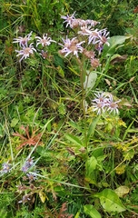 Aster tataricus
