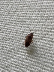 Lygaeoidea