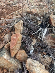 Orbea carnosa keithii