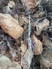 Orbea carnosa keithii