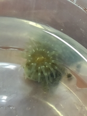Aulactinia stella