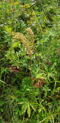 Filipendula palmata