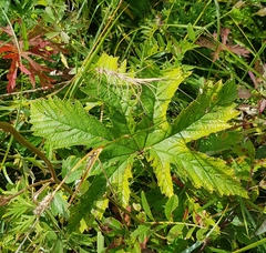 Filipendula palmata