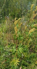 Gentiana macrophylla