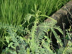 Sesbania cannabina
