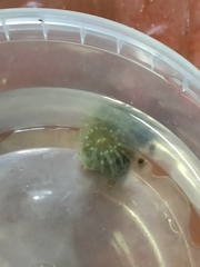 Aulactinia stella