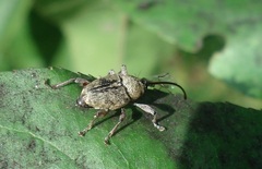 Curculio glandium