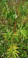 Filipendula palmata