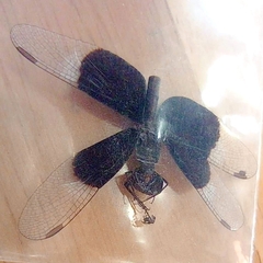 Neurothemis tullia
