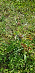 Gentiana macrophylla
