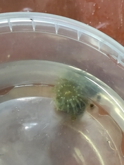 Aulactinia stella
