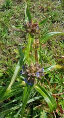Gentiana macrophylla