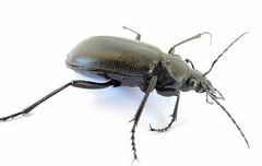 Calosoma peregrinator