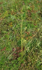 Pleurospermum uralense