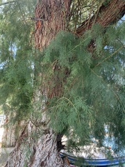 Tamarix ramosissima